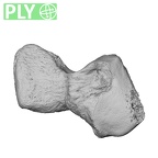 NH MER33 340 Gorilla gorilla gorilla hamate right ply