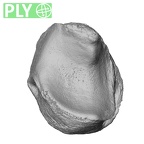 NH MER33 340 Gorilla gorilla gorilla lunate right ply