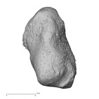 pisiform right