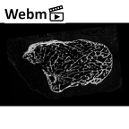 NH MER33 340 Gorilla gorilla gorilla pisiform right ct stack movie