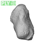 NH MER33 340 Gorilla gorilla gorilla pisiform right ply