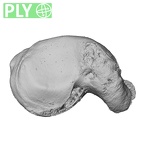 NH MER33 340 Gorilla gorilla gorilla scaphoid right ply