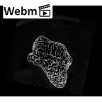 NH MER33 340 Gorilla gorilla gorilla trapezium right ct stack movie