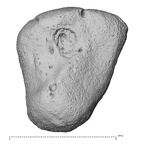 NH MER33 409 Gorilla gorilla sso. capitate right medial