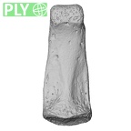 NH MER33 409 Gorilla gorilla ssp. hand phalanx fifth middle right ply