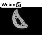 NH MER33 409 Gorilla gorilla ssp. hand phalanx fifth proximal right ct stack movie