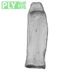 NH MER33 409 Gorilla gorilla ssp. hand phalanx fifth proximal right ply