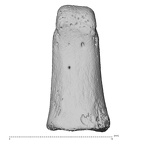 hand phalanx first proximal right