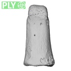 NH MER33 409 Gorilla gorilla ssp. hand phalanx first proximal right ply