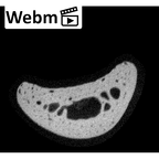 NH MER33 409 Gorilla gorilla ssp. hand phalanx fourth proximal right ct stack movie