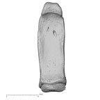 NH MER33 409 Gorilla gorilla ssp. hand phalanx second proximal right palmar