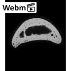 NH MER33 409 Gorilla gorilla ssp. hand phalanx second proximal right ct stack movie