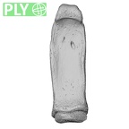 NH MER33 409 Gorilla gorilla ssp. hand phalanx second proximal right ply