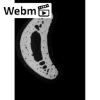 NH MER33 409 Gorilla gorilla ssp. hand phalanx third proximal right ct stack movie