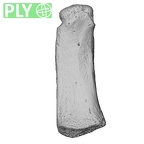 NH MER33 409 Gorilla gorilla ssp. metacarpal first right ply