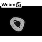 NH MER33 409 Gorilla gorilla ssp. metacarpal second right ct stack movie
