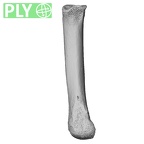 NH MER33 409 Gorilla gorilla ssp. metacarpal second right ply
