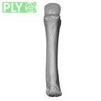 NH MER33 409 Gorilla gorilla ssp. metacarpal third right ply