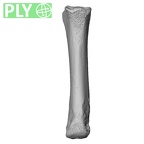 NH MER33 409 Gorilla gorilla ssp. metacarpal third right metaphysis ply