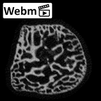 NH MER33 409 Gorilla gorilla ssp. triquetrum right ct stack movie