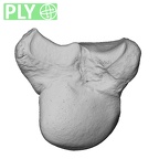 NH MER33 461 Gorilla gorilla gorilla capitate right ply