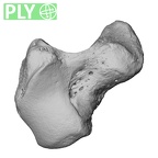 NH MER33 461 Gorilla gorilla gorilla hamate right ply