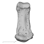 NH MER33 461 Gorilla gorilla gorilla hand phalanx fifth middle right palmar