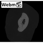 NH MER33 461 Gorilla gorilla gorilla hand phalanx fifth middle right ct stack movie