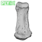 NH MER33 461 Gorilla gorilla gorilla hand phalanx fifth middle right ply