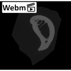 NH MER33 461 Gorilla gorilla gorilla hand phalanx fifth proximal right ct stack movie