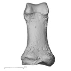 hand phalanx first proximal right