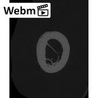 NH MER33 461 Gorilla gorilla gorilla hand phalanx first proximal right ct stack movie