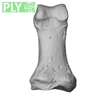 NH MER33 461 Gorilla gorilla gorilla hand phalanx first proximal right ply