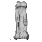NH MER33 461 Gorilla gorilla gorilla hand phalanx fourth proximal right palmar