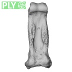 NH MER33 461 Gorilla gorilla gorilla hand phalanx fourth proximal right ply