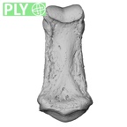 NH MER33 461 Gorilla gorilla gorilla hand phalanx second middle right ply