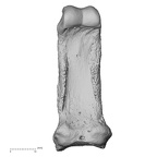 NH MER33 461 Gorilla gorilla gorilla hand phalanx second proximal right palmar