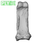 NH MER33 461 Gorilla gorilla gorilla hand phalanx second proximal right ply