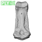 NH MER33 461 Gorilla gorilla gorilla hand phalanx third middle right ply