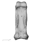 hand phalanx third proximal right