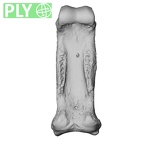NH MER33 461 Gorilla gorilla gorilla hand phalanx third proximal right ply