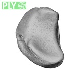 NH MER33 461 Gorilla gorilla gorilla lunate right ply