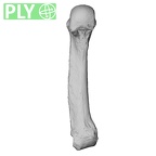NH MER33 461 Gorilla gorilla gorilla metacarpal fifth right ply