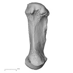 NH MER33 461 Gorilla gorilla gorilla metacarpal first right palmar