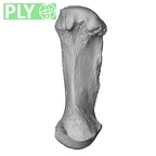 NH MER33 461 Gorilla gorilla gorilla metacarpal first right ply