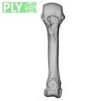 NH MER33 461 Gorilla gorilla gorilla metacarpal fourth right ply