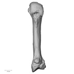 NH MER33 461 Gorilla gorilla gorilla metacarpal second right palmar