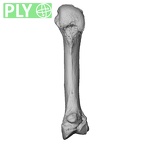 NH MER33 461 Gorilla gorilla gorilla metacarpal second right ply