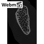 NH MER33 461 Gorilla gorilla gorilla pisiform right ct stack movie