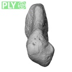 NH MER33 461 Gorilla gorilla gorilla pisiform right ply